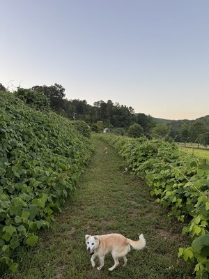 IMG_6114.jpeg
